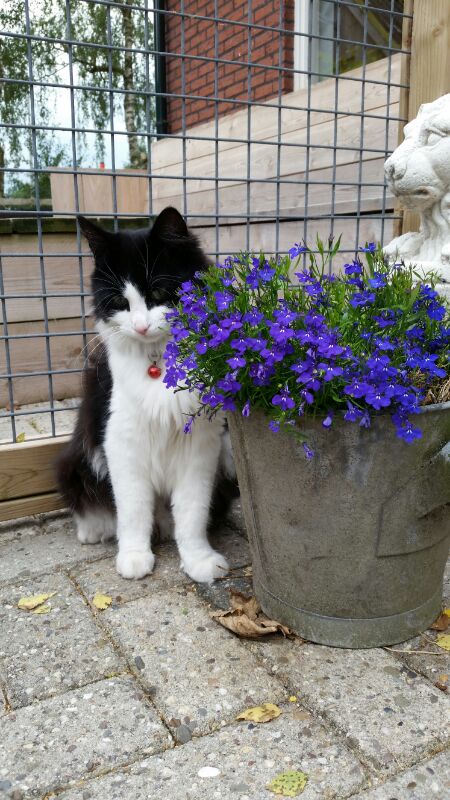 Onze eigenwijze kat Bobby